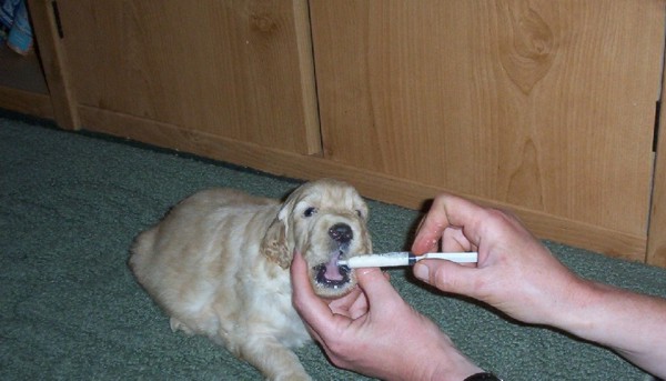A puppy getting a supplement feeding