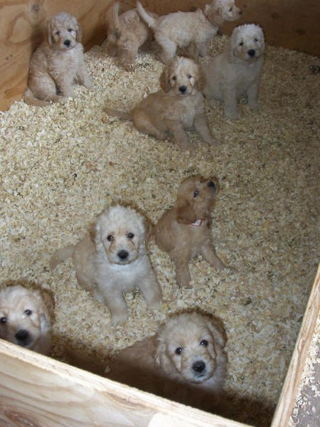 Goldendoodles at 7 weeks in the playpen
