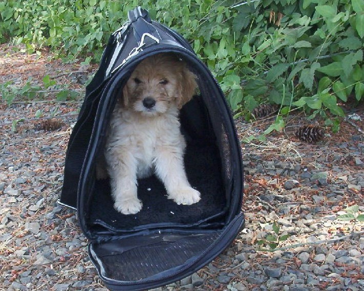 Puppy in a mesh crate