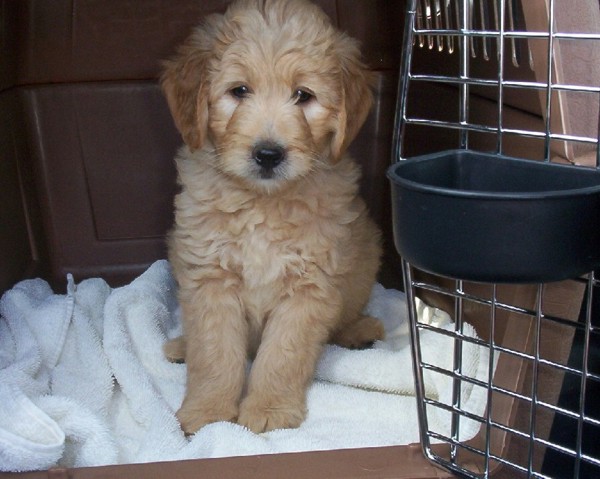 Starting on crate training a few days before the big day