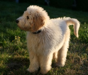 goldendoodle ranch